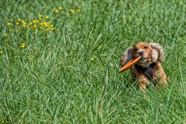 Gelukkige puppyhond die naar je toe rent op groen gras achtergrond