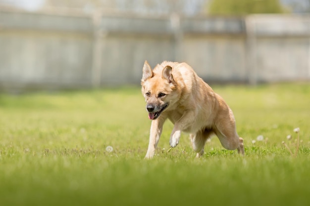 Foto gelukkige rode hond die op het groene gras loopt.