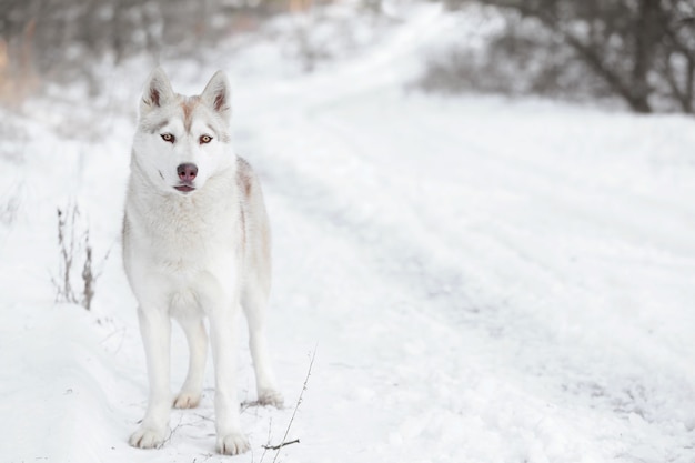 Gelukkige Siberische husky op wandeling in winterpark