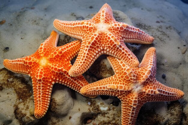 Gelukkige Starfish Family Sea Animal-fotografie