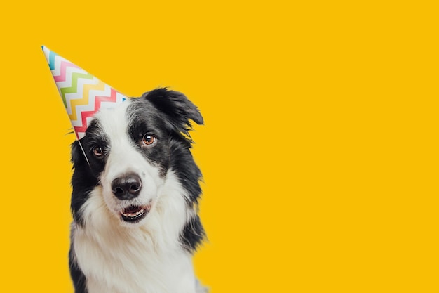 Gelukkige verjaardag partij concept grappige schattige puppy hondje border collie dragen verjaardag domme hoed geïsoleerd op gele achtergrond huisdier hond op verjaardag dag Voorbereiding voor party