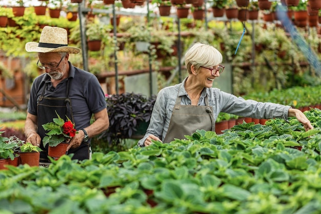 Gelukkige volwassen vrouw en haar collega die voor ingemaakte bloemen zorgen in een kas