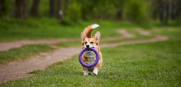 Gelukkige Welsh Corgi Pembroke-hond die met trekker speelt in het lentepark