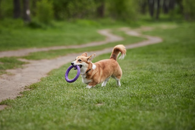 Gelukkige Welsh Corgi Pembroke-hond die met trekker speelt in het lentepark