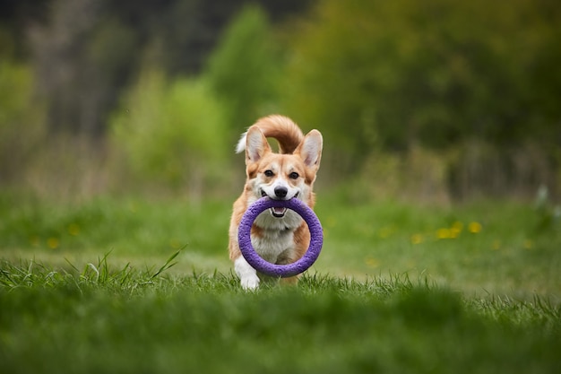 Gelukkige Welsh Corgi Pembroke-hond die met trekker speelt in het lentepark