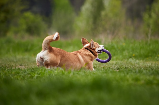 Gelukkige Welsh Corgi Pembroke-hond die met trekker speelt in het lentepark