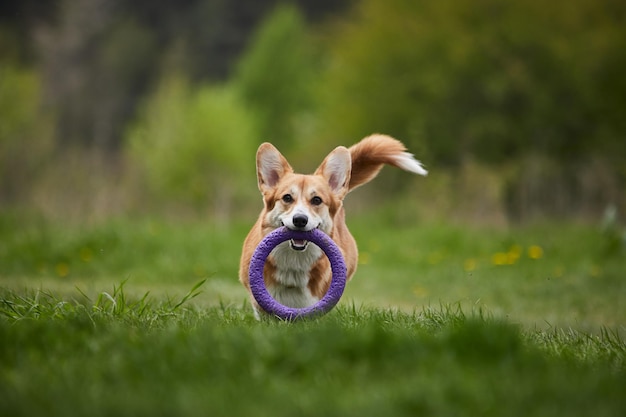 Gelukkige Welsh Corgi Pembroke-hond die met trekker speelt in het lentepark