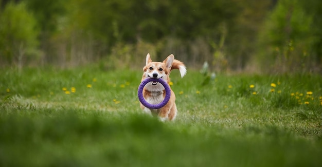 Gelukkige Welsh Corgi Pembroke-hond die met trekker speelt in het lentepark