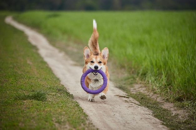 Gelukkige Welsh Corgi Pembroke-hond die met trekker speelt in het voorjaarsveld