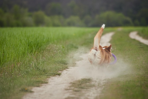 Gelukkige Welsh Corgi Pembroke-hond die met trekker speelt in het voorjaarsveld