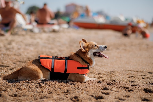 Gelukkige Welsh Corgi Pembroke-hond in een reddingsvest op het strand