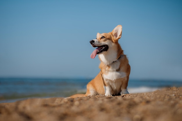 Gelukkige welsh corgi pembroke hond op het strand