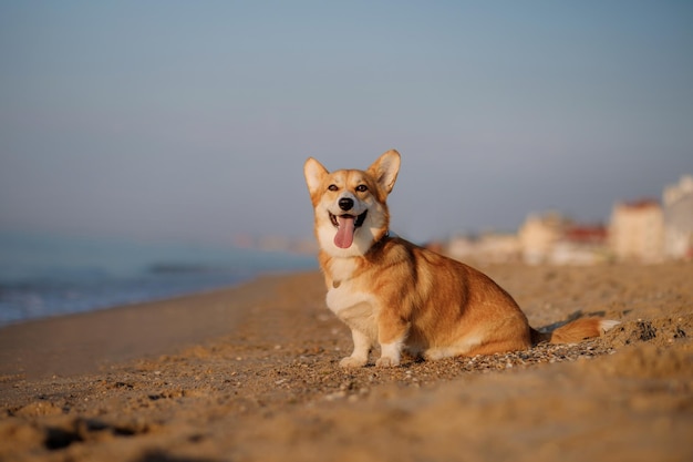 Gelukkige welsh corgi pembroke hond op het strand