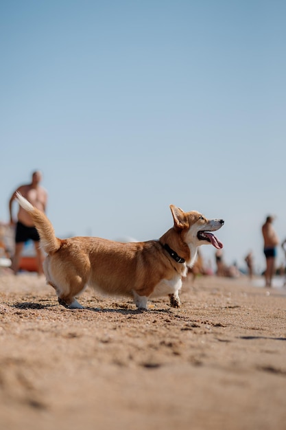 Gelukkige welsh corgi pembroke hond op het strand