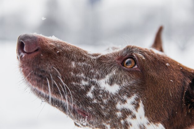 Gelukkige wit-bruine hond in kraag op sneeuwgebied in de winterbos