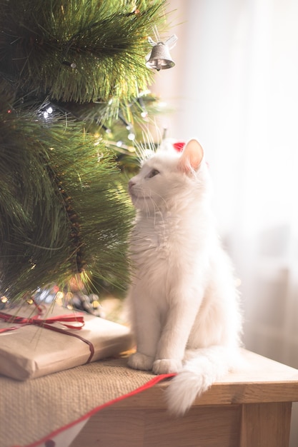 Gelukkige witte kat speelt met een kerstspeelgoed. Nieuwjaar seizoen, feestdagen en viering. Stoute schattige kitten in de buurt van dennenboom