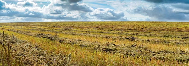 Gemaaid boekweit veldschoven genest met lijnen groene schoven en wolkenlucht