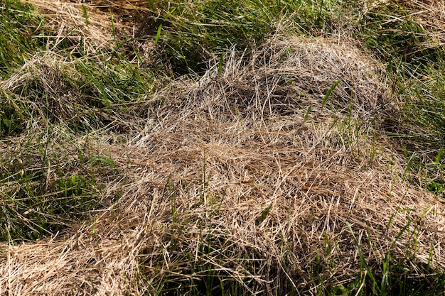 Gemaaid en gedroogd gras voor veevoer, droog grashooi voor landbouw