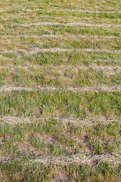 Gemaaid gedroogd gras voor het voeren van vee op de boerderij