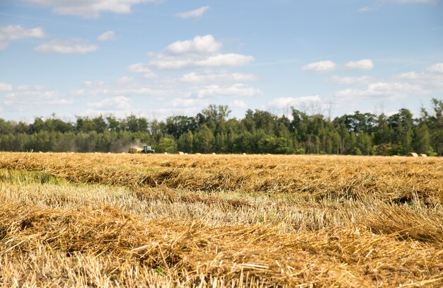 Gemaaid tarwe en stro in een veld