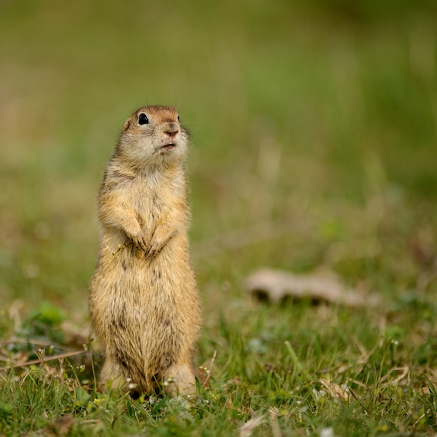 Gemalen gopher die zich in het gras bevindt