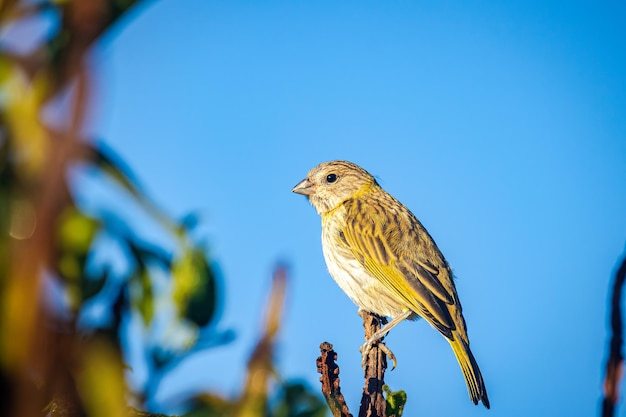 Gemalen kanarie Sicalis flaveola op een boomtak Blauwe hemelachtergrond