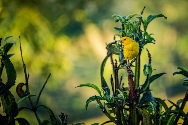 Gemalen kanarie Sicalis flaveola zat op een boomtak Met een bos op de achtergrond