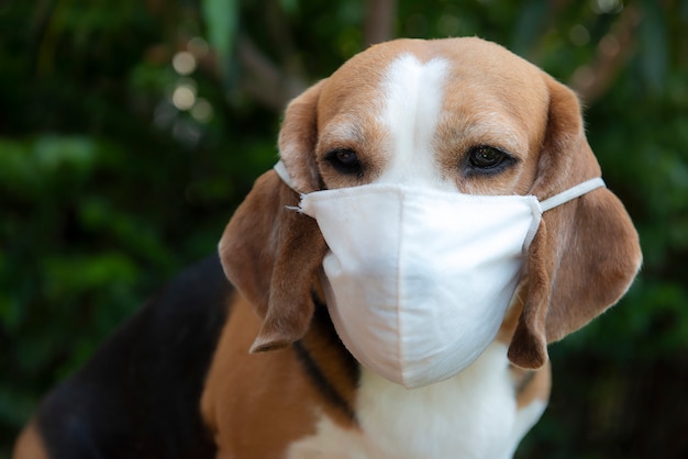 Gemaskerde beagle hond close-up