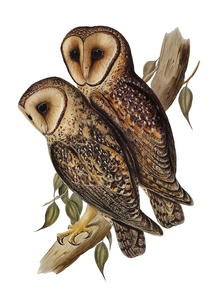 Gemaskerde schuur uilen png vogel sticker doorzichtige achtergrond
