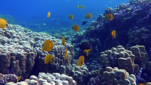 Gemaskerde vlindervis. Vis - een soort botvis Osteichthyes. Vlindervissen Chaetodontidae. Gemaskeerd