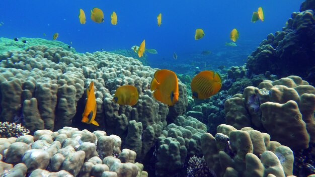 Gemaskerde vlindervis. Vis - een soort botvis Osteichthyes. Vlindervissen Chaetodontidae. Gemaskeerd