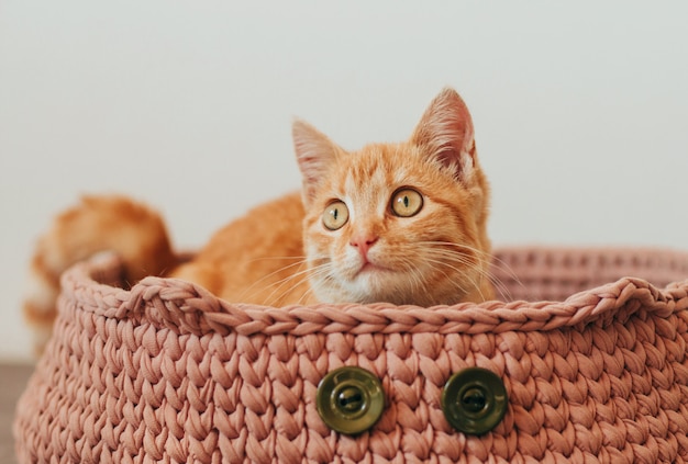 Gember Cyperse kitten in een gebreide roze kat bed.