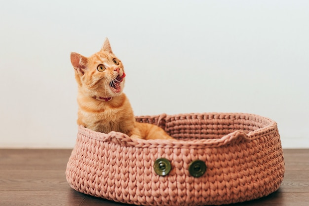 Gember Cyperse kitten zit in een kattenbed en likt zijn lippen