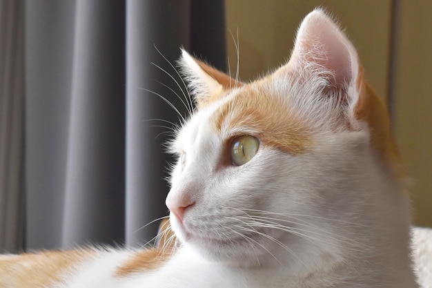 Gember en witte kat close-up in de woonkamer