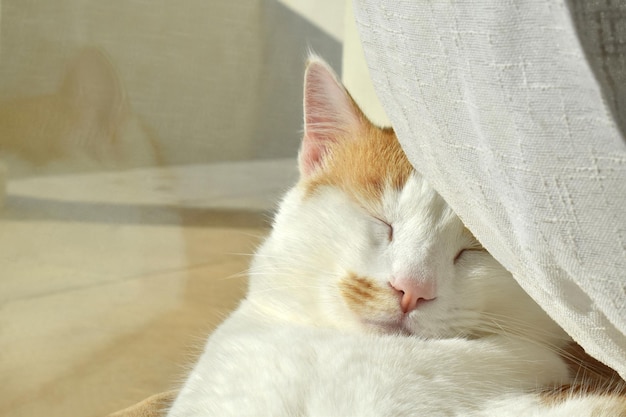 Gember en witte kat slapen naast de terrasdeur thuis