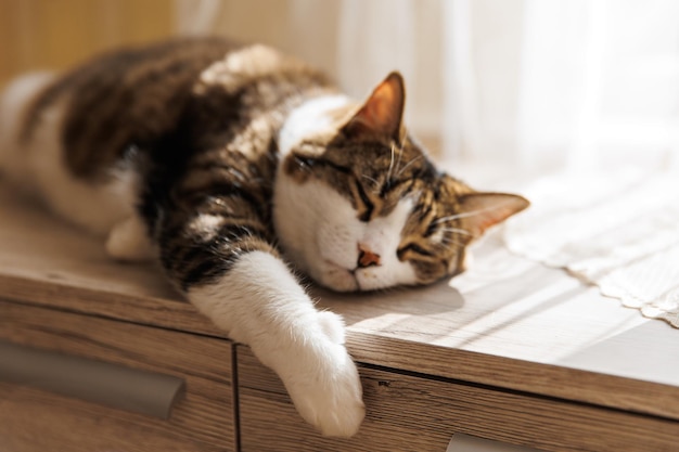 Gember gestreepte kat liggend op de vensterbank thuis in de ochtend Huisdier ontspannen genieten van gezelligheid