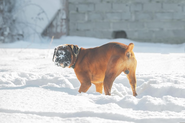 Gember grote hond duitse bokser loopt en speelt vrolijk in de sneeuw op een winterdag