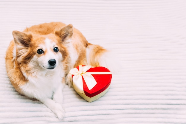 Gember hondje met een hartvormige doos. Valentijnsdag geschenk.