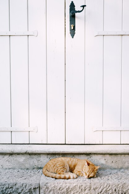 Gember kat dutten op de trap voor een witte deur