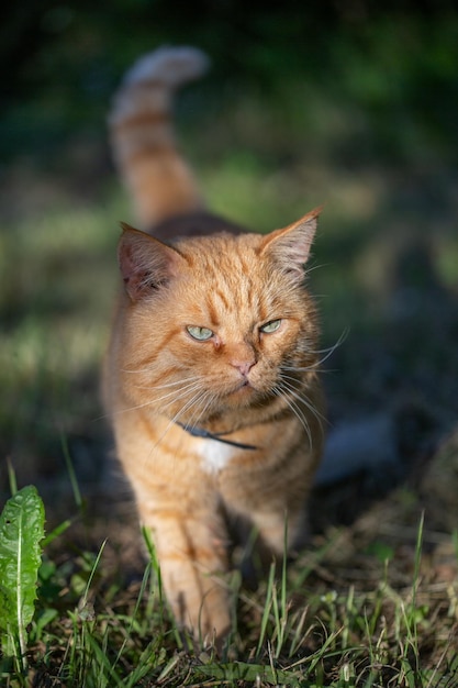 Gember kat loopt op straat op een zonnige zomerdag, close-up foto. Portret van een gemberkat.