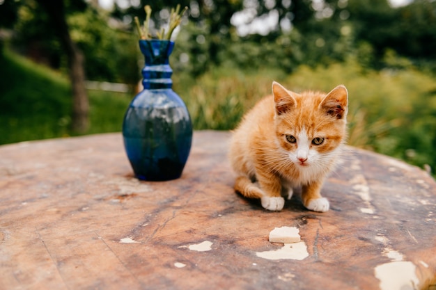 Gember kitten op tafel