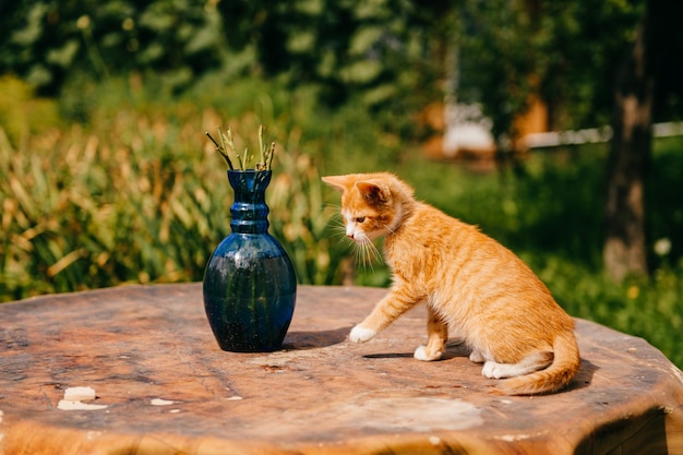 Gember kitten op tafel