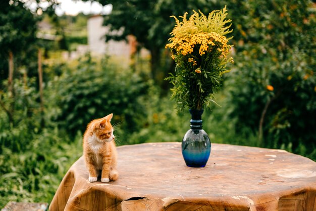 Gember kitten op tafel