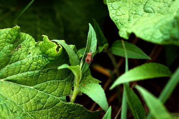 Gemberbalein insect op een groen blad.