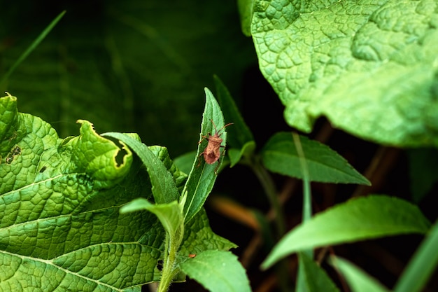 Gemberbalein insect op een groen blad.