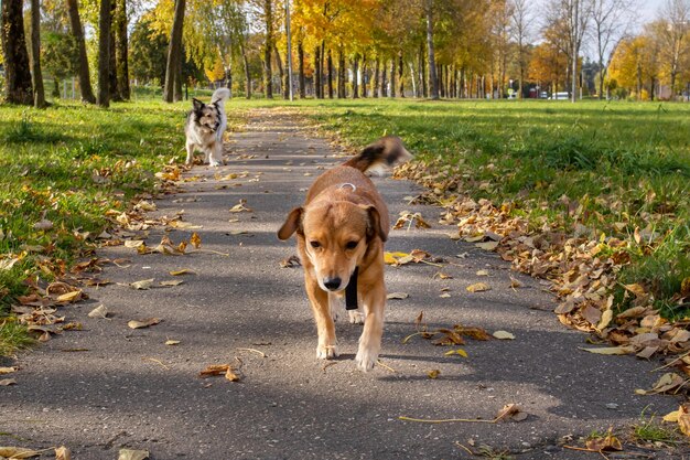 Gemberhond op gras in de herfstpark