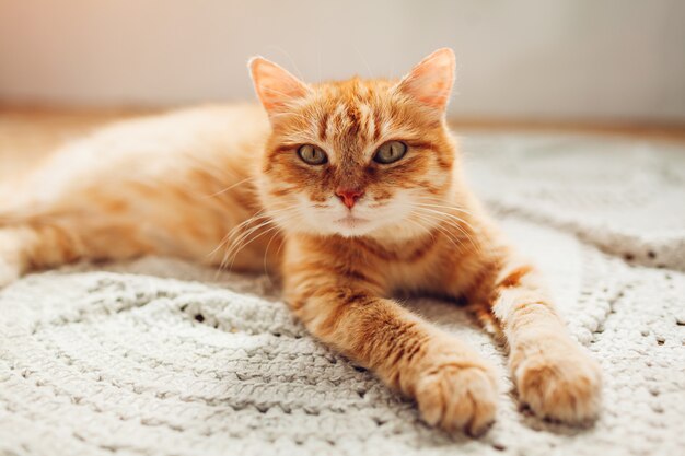 Gemberkat die op vloerdeken thuis liggen. Huisdier ontspannend en zich comfortabel voelen