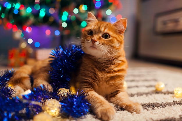 Gemberkat het spelen met slinger en klatergoud onder Kerstboom. Kerstmis en Nieuwjaar concept