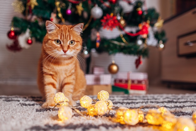 Gemberkat het spelen met slinger onder Kerstboom