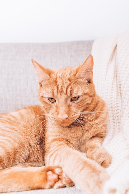 Gemberkat ligt op de bank